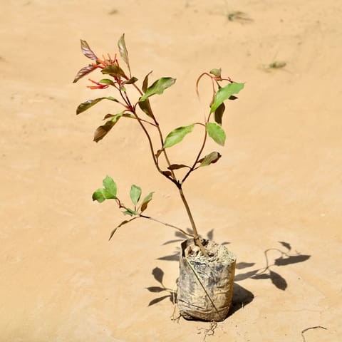 Hamelia / Firebush  in 4 Inch Nursery Bag
