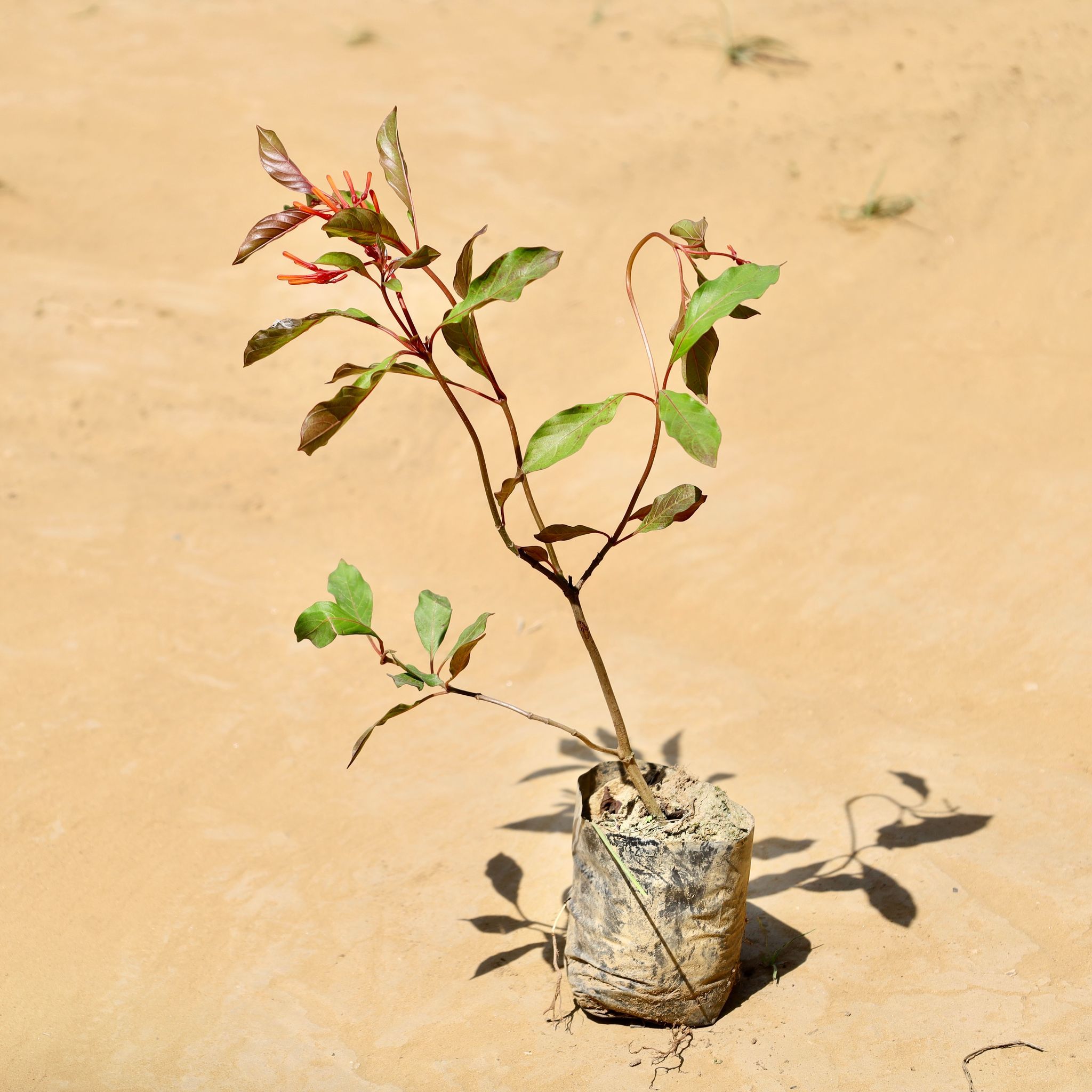 Hamelia / Firebush  in 4 Inch Nursery Bag