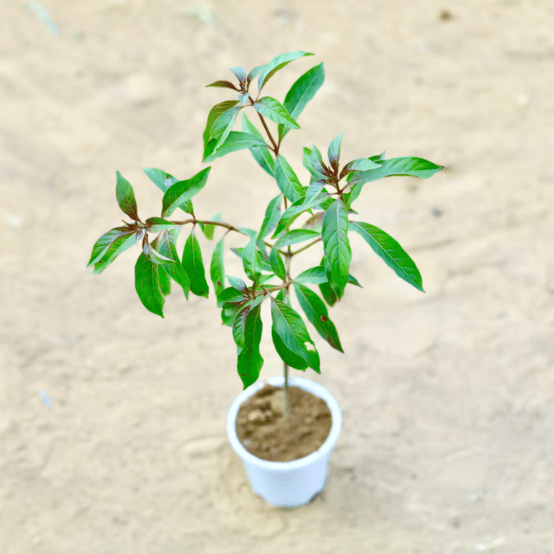 Hamelia / Firebush  in 4 Inch White Nursery Pot