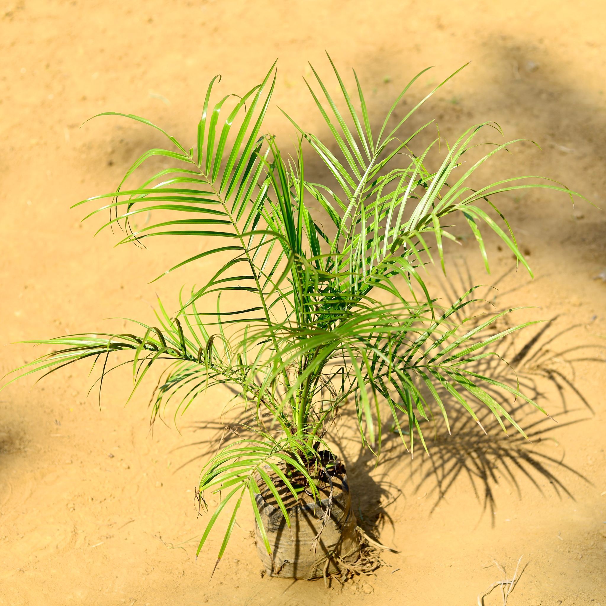 Phoenix Palm (~ 2 Ft) in 5 Inch Nursery Bag