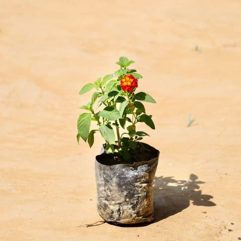 Lantana Red in 3 Inch Nursery Bag