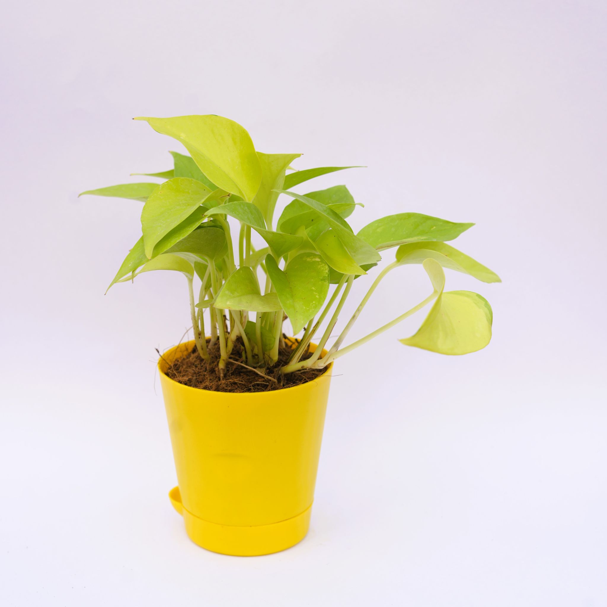 Money Plant Golden in 4 Inch Yellow Florence Self Watering Pot