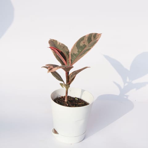 Rubber Vareigated in 4 Inch Live Plant White Florence Self Watering Pot