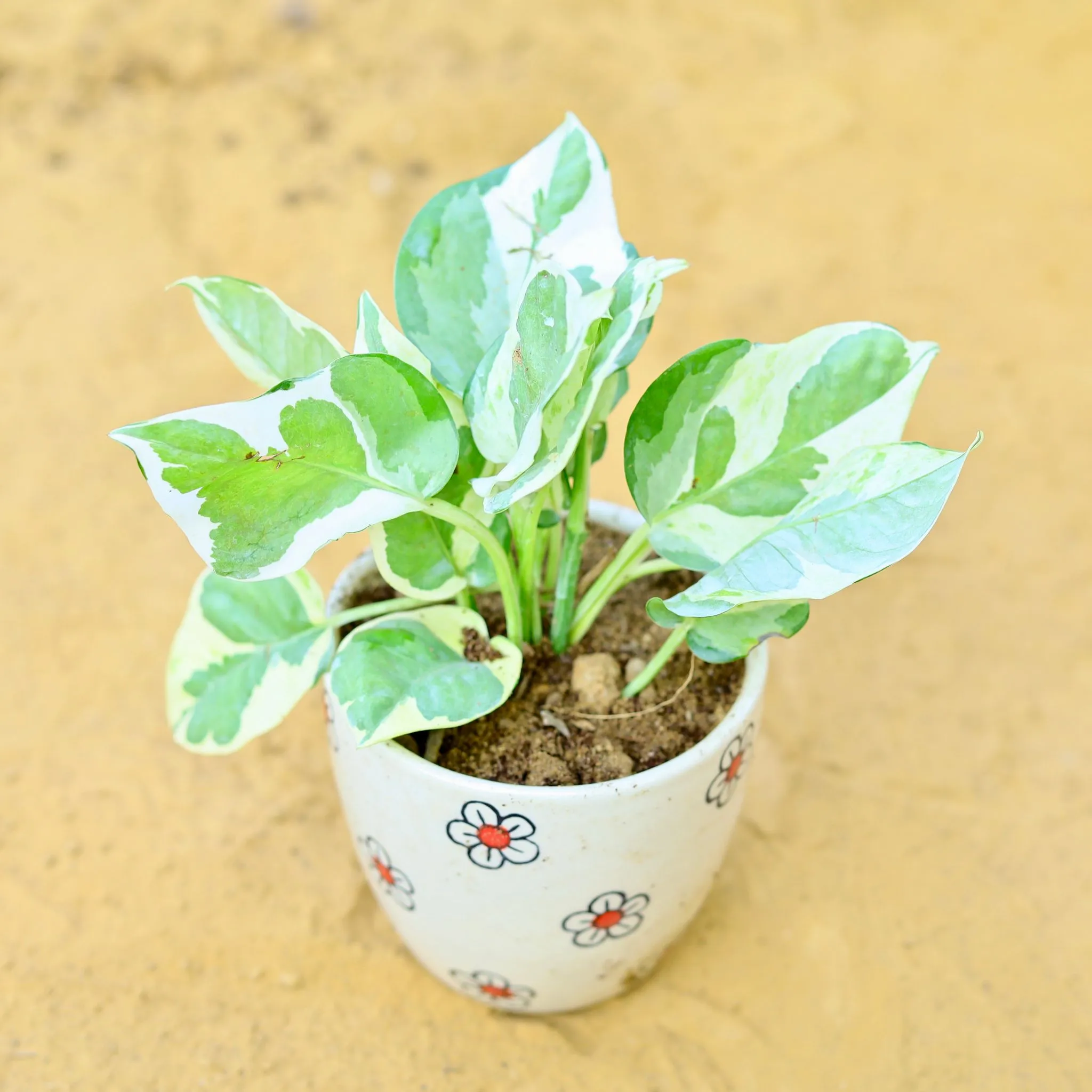 Money Plant N'Joy in 4 Inch Cream Handcrafted Floral Red Ceramic Pot- Gloss Finish Indoor Plant Pot, Succulent Planter, Home D cor