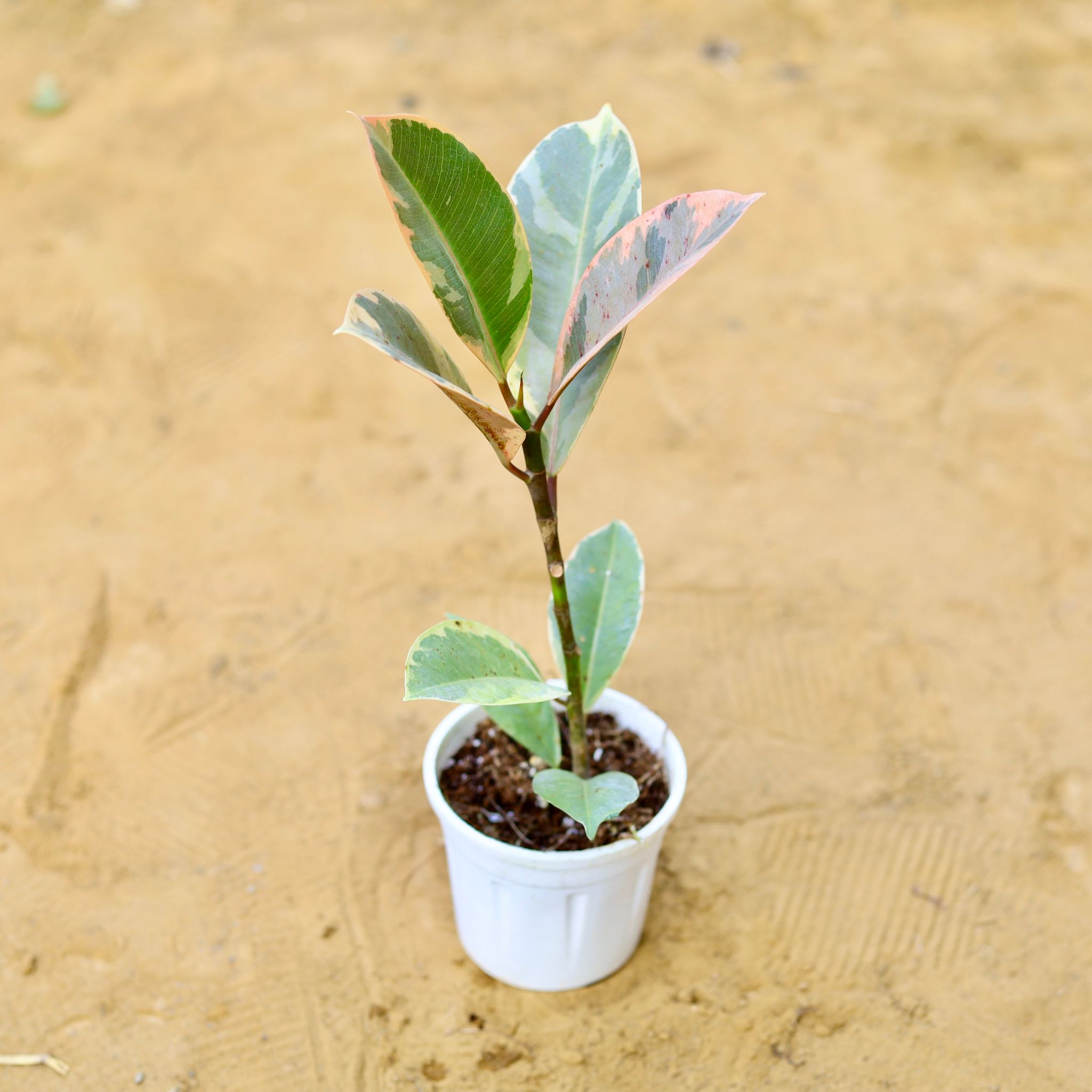 Rubber Variegated in 4 Inch Nursery Pot