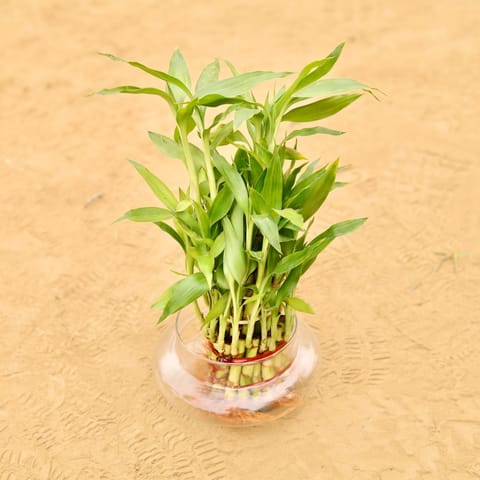 3 Layer Lucky Bamboo in 4 Inch Live Plant Glass Bowl