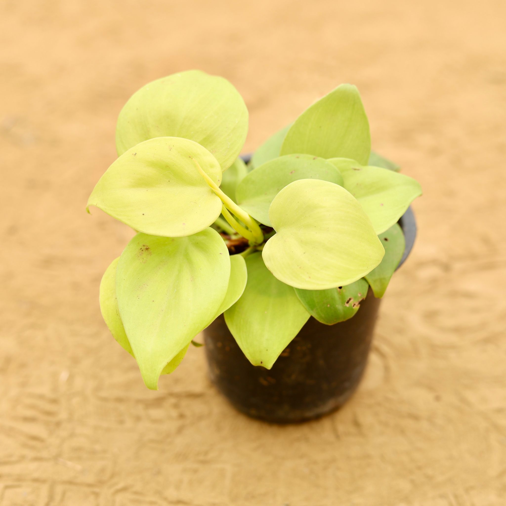Oxycardium Golden in 4 Inch Nursery Pot