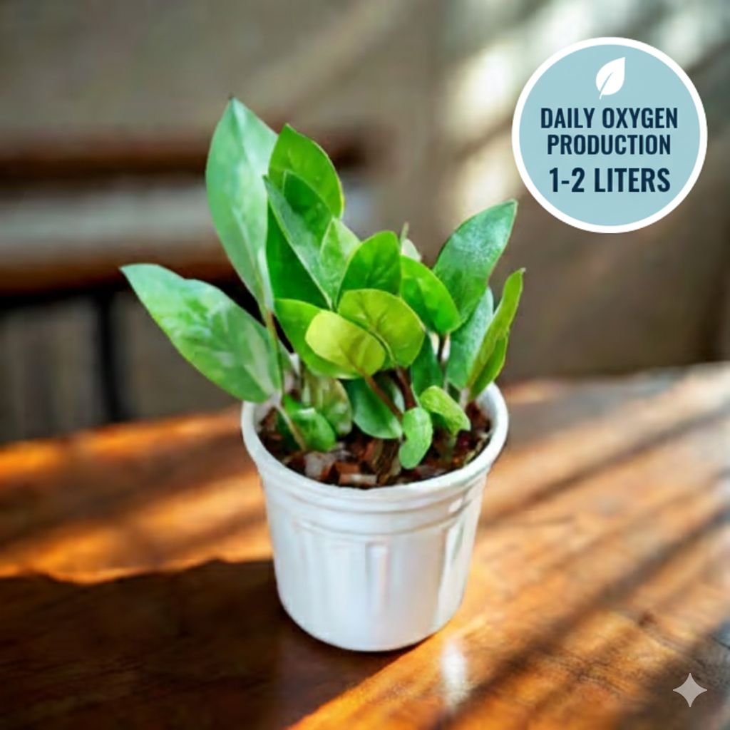 Air Purifying Indoor Plant - Zz Green in 4 Inch Nursery Pot