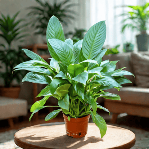 Premium Peace Lily in 5 Inch Nursery Pot