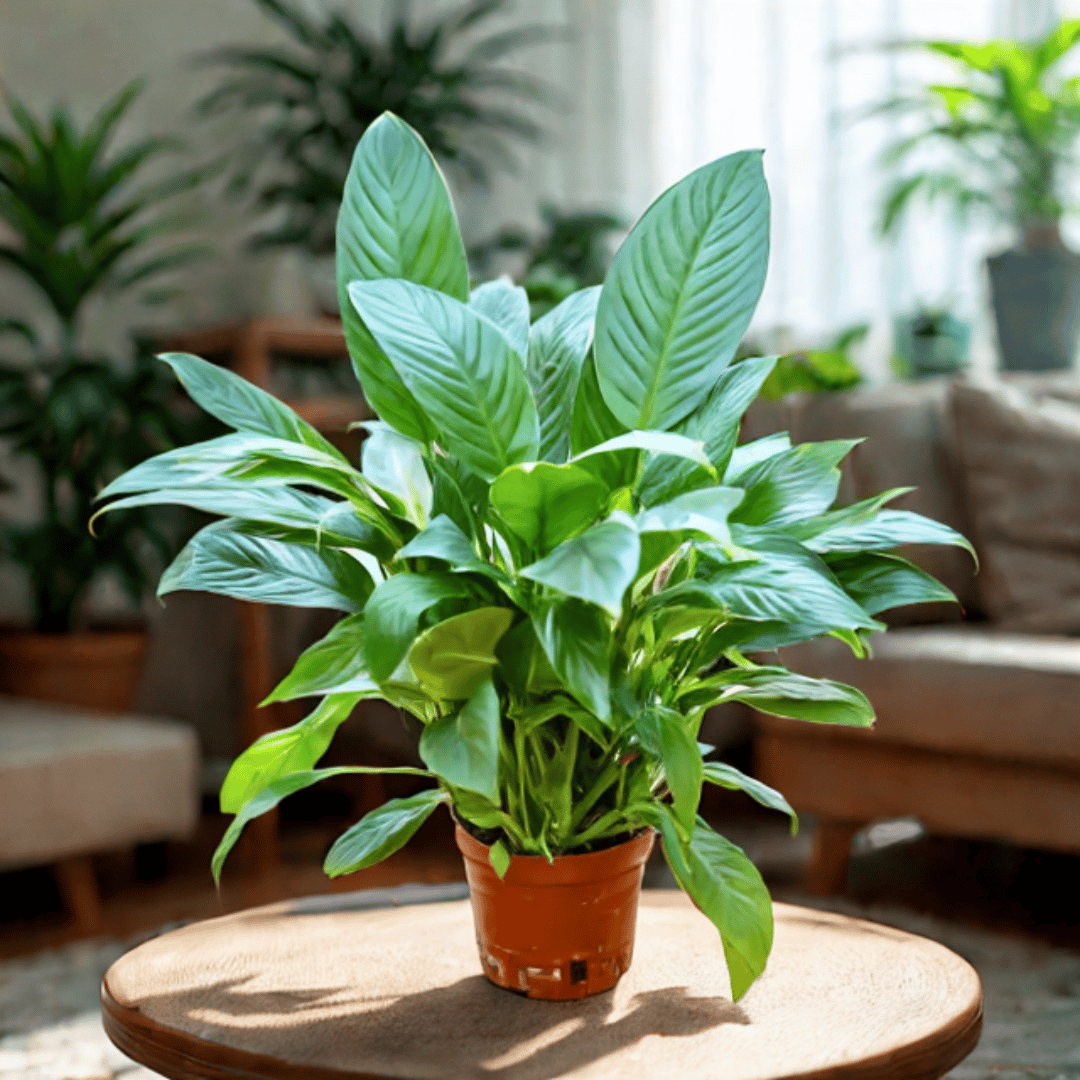 Premium Peace Lily in 5 Inch Nursery Pot