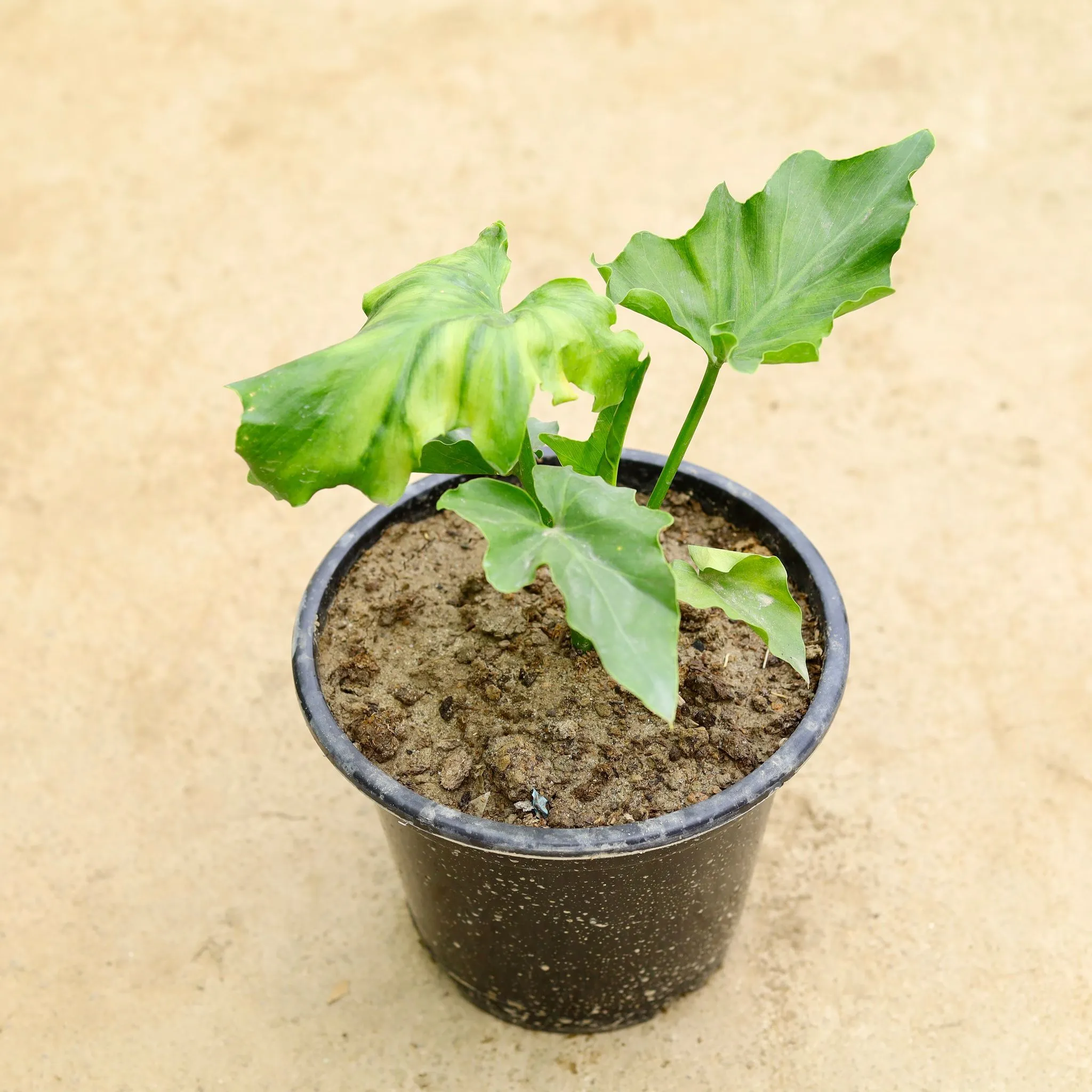 Xanadu Green in 4 Inch Nursery Pot