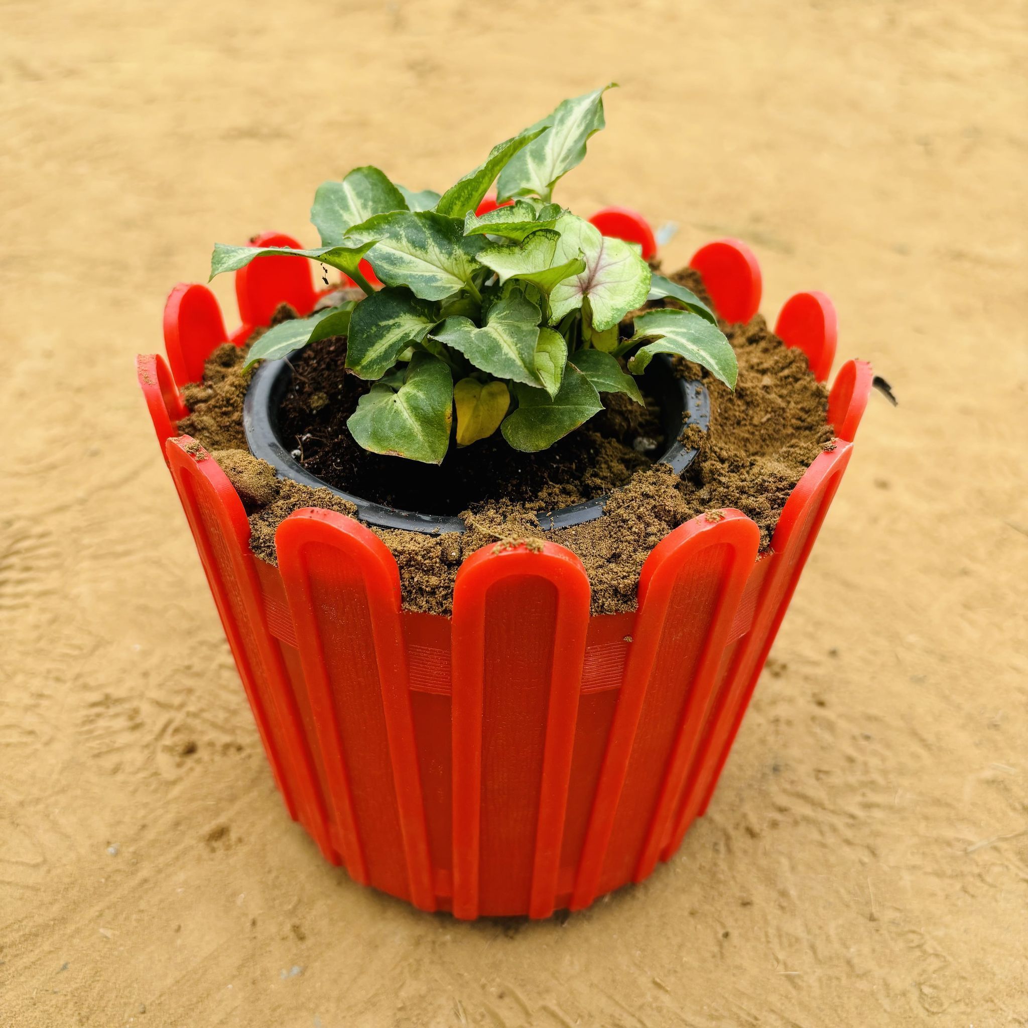 Syngonium Alba Dwarf in 6 Inch Red Premium Tippy Plastic Pot