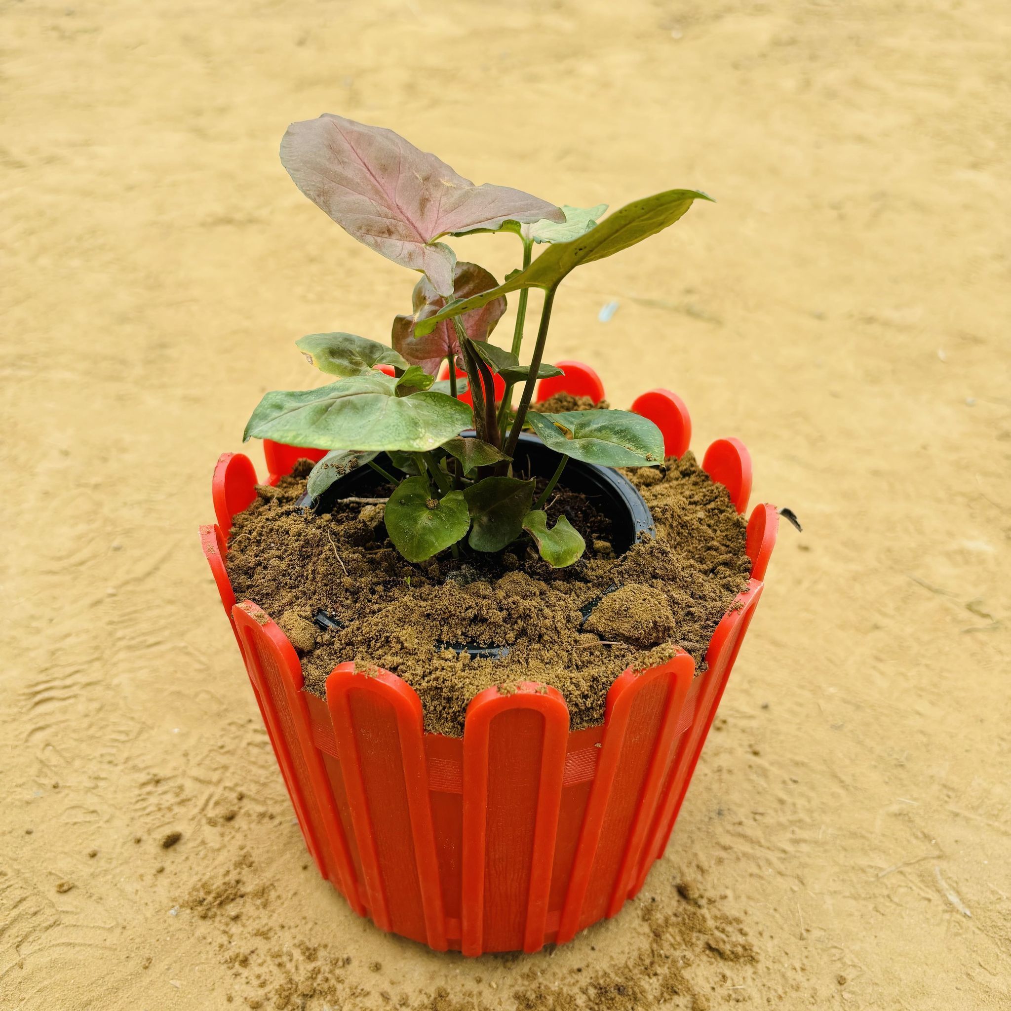 Syngonium Bronze Butterflly in 6 Inch Red Premium Tippy Plastic Pot