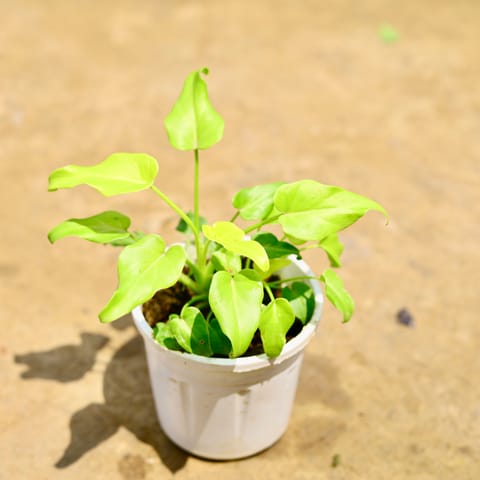 Xanadu Golden Dwarf in 4 Inch Nursery Pot