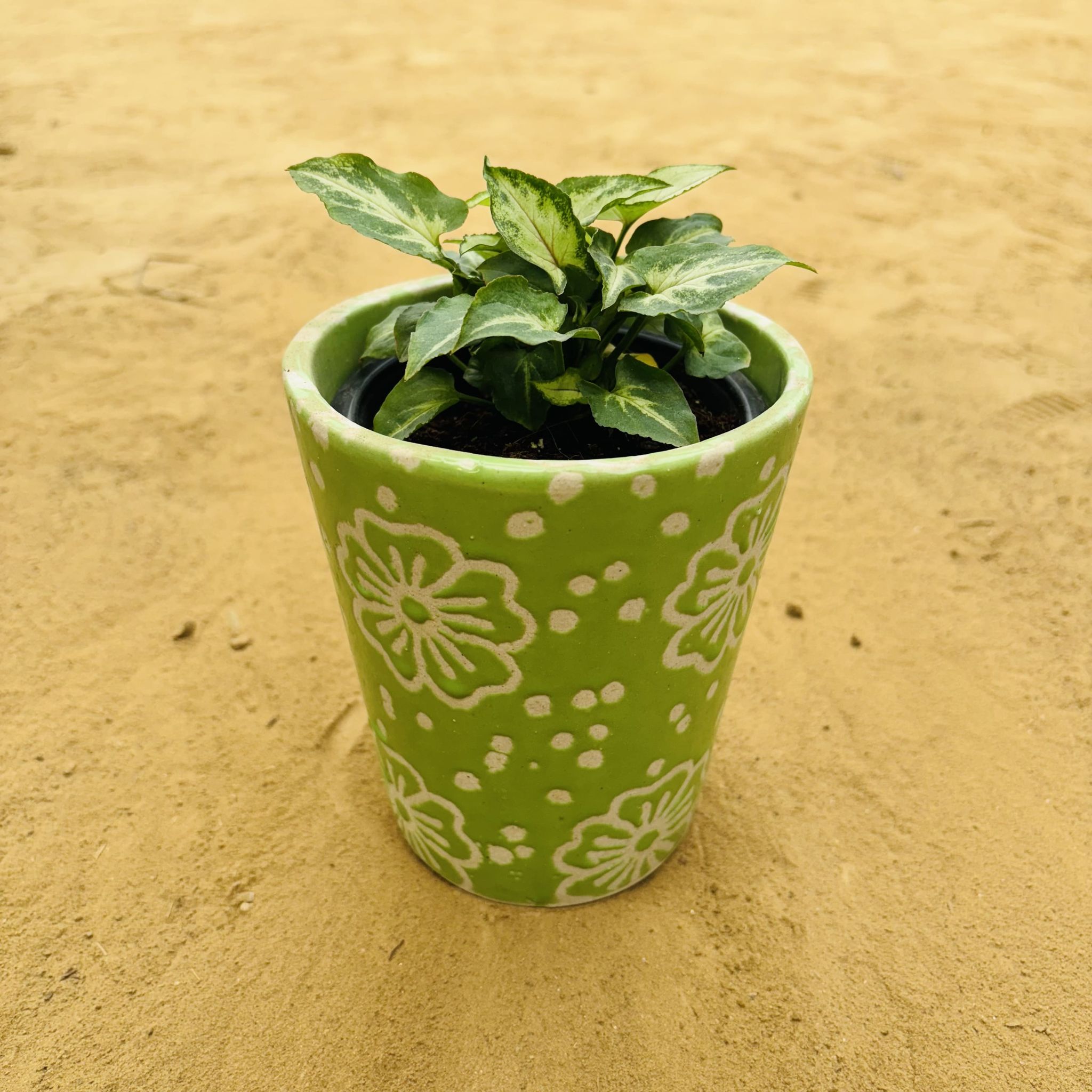 Syngonium Alba Dwarf in 5.25 Inch Green Floral Designer Balti Shaped Ceramic Pot