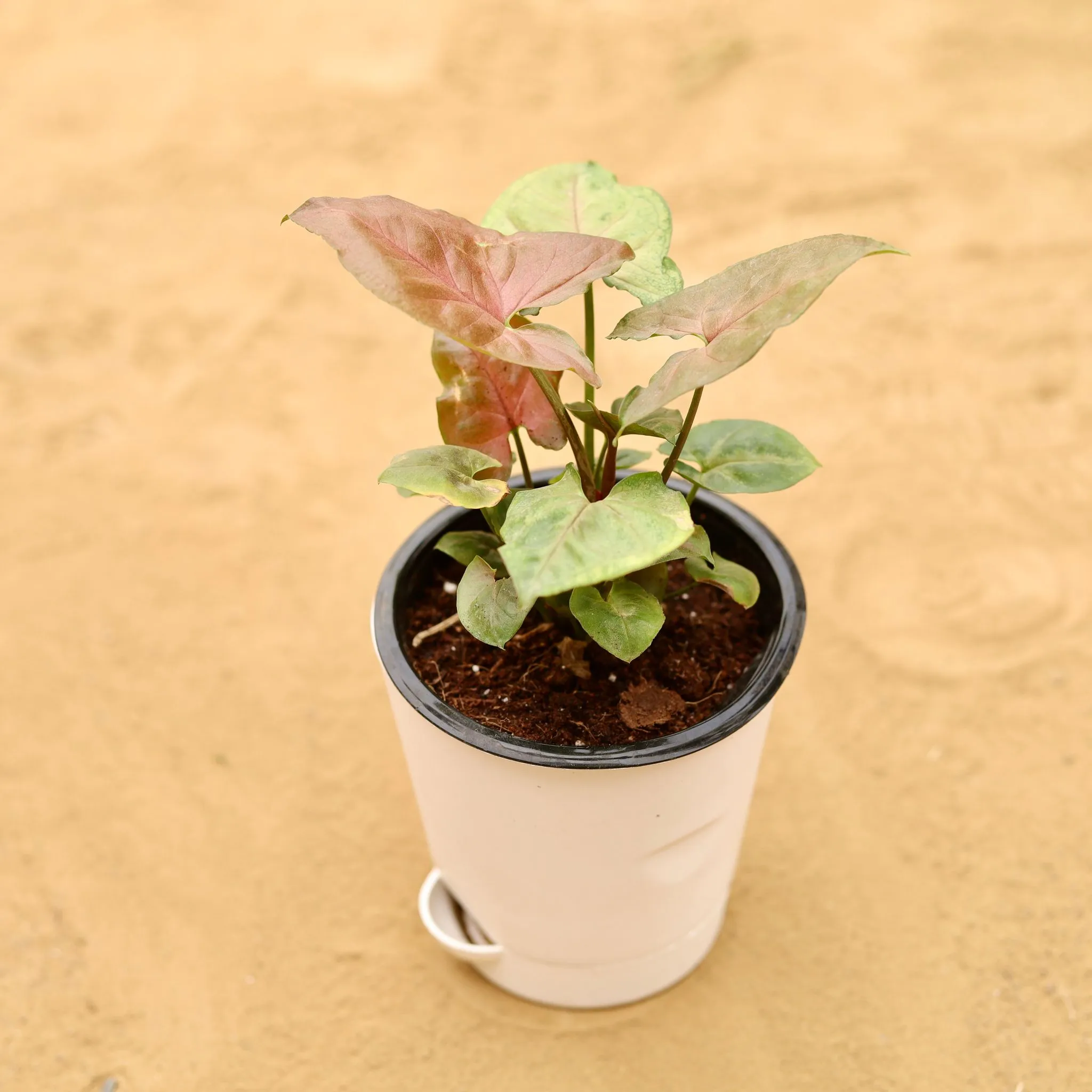 Syngonium Bronze Butterflly in 4 Inch White Florence Self Watering Pot