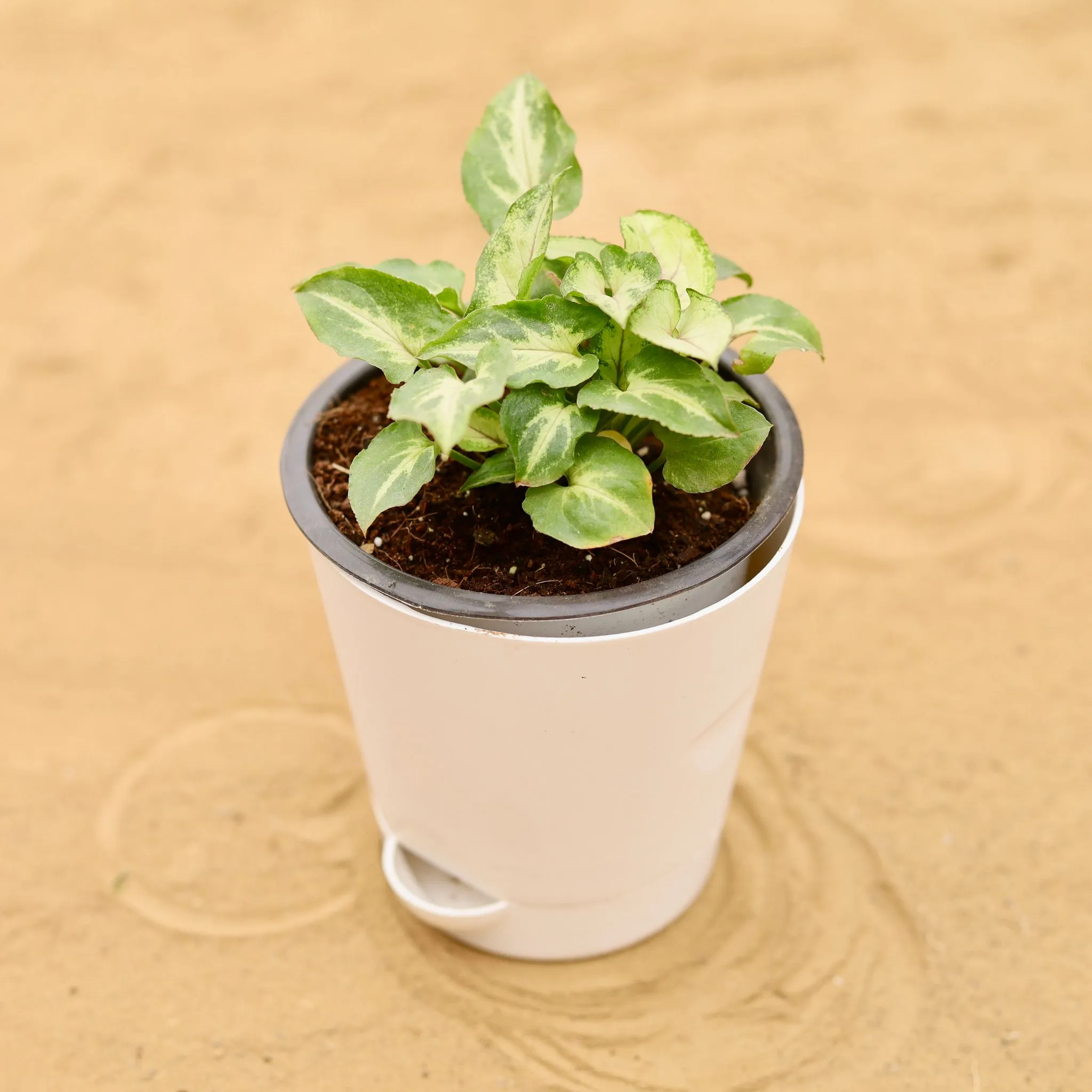Syngonium Alba in 4 Inch White Florence Self Watering Pot