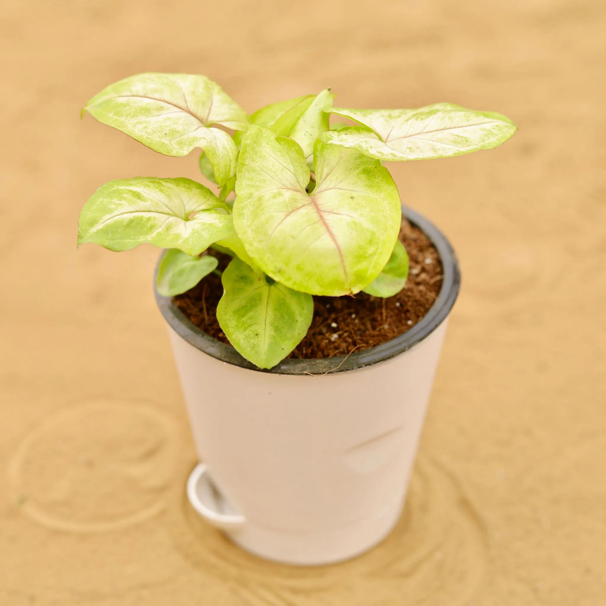Syngonium Yellow Butterfly in 4 Inch White Florence Self Watering Pot