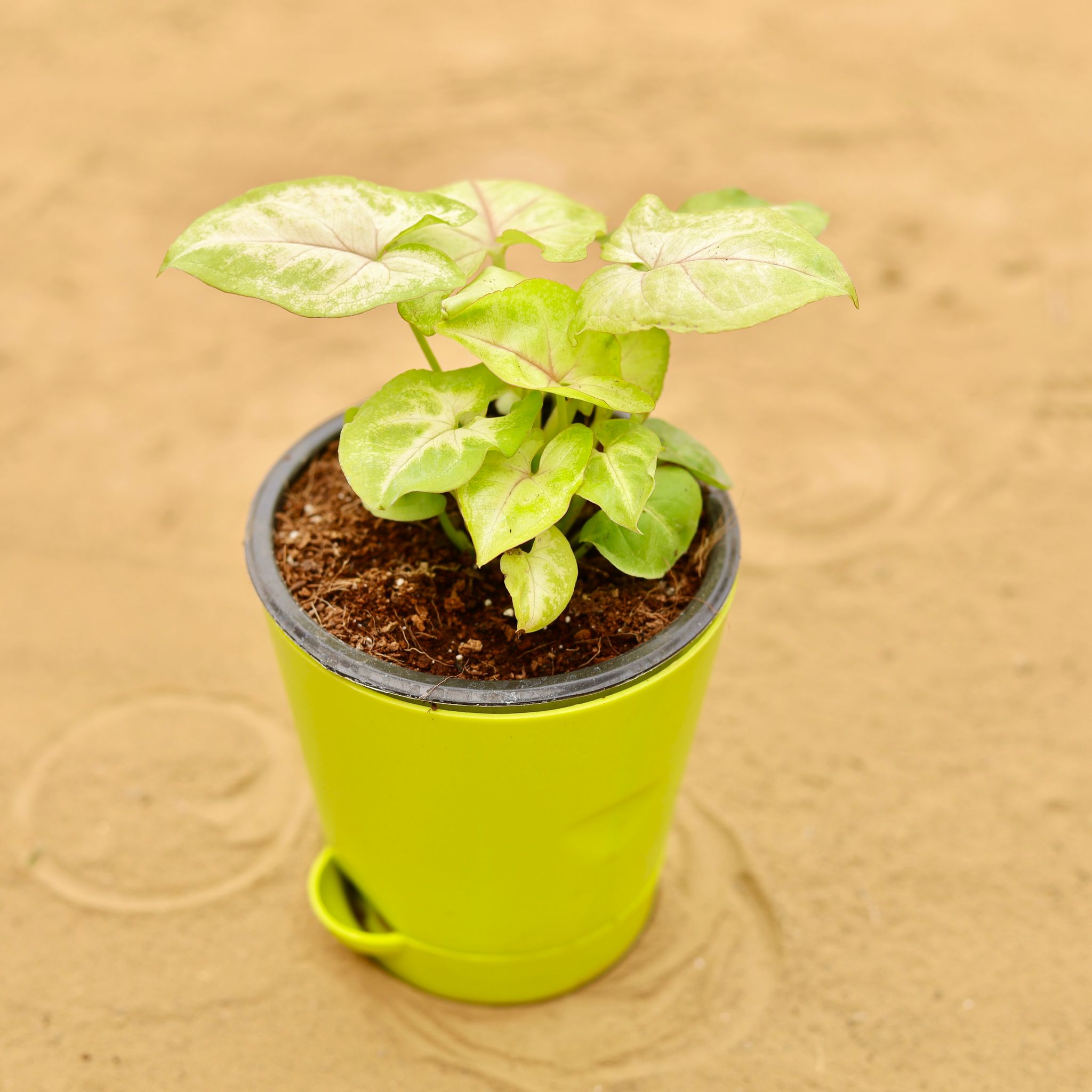 Syngonium Yellow Butterfly in 4 Inch Green Florence Self Watering Pot