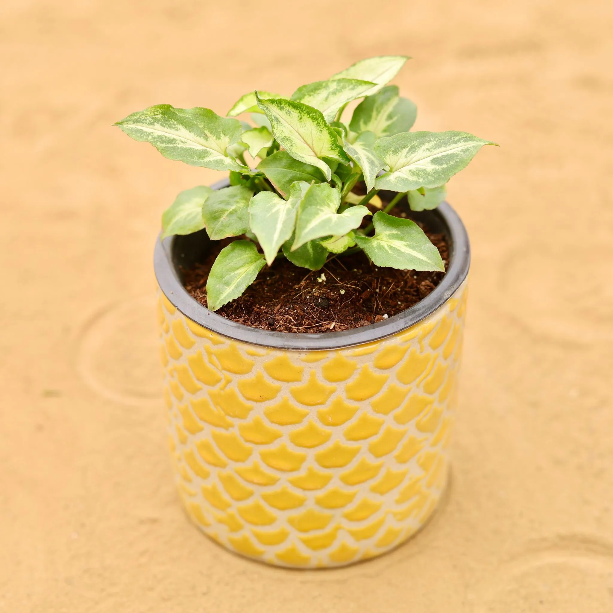 Syngonium Alba in 4 Inch Yellow Fishscale Textured Cylindrical Ceramic Pot