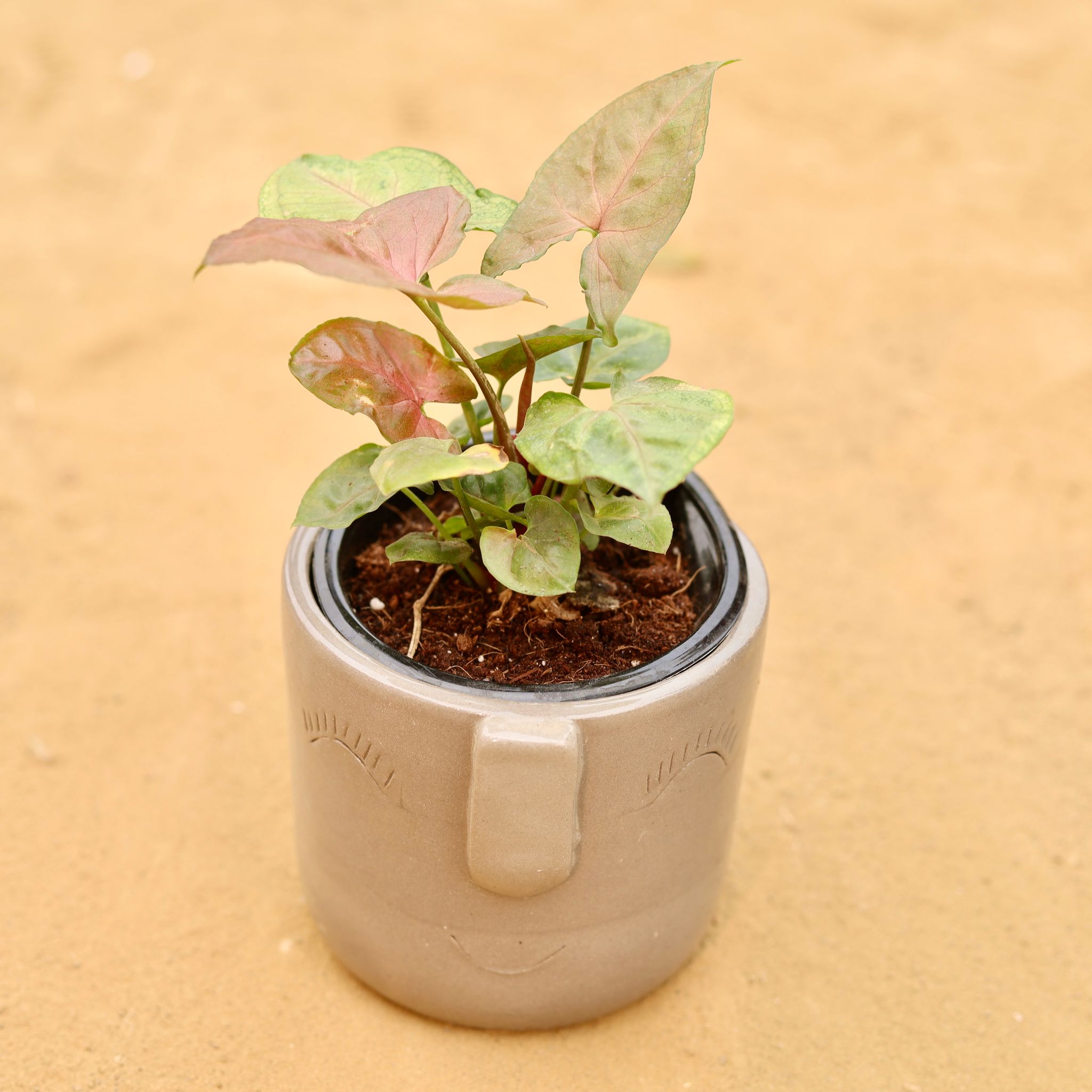 Syngonium Bronze Butterflly in 3.5 Inch Grey 3D Cute Face Textured Ceramic Pot - Minimalist Glossy Succulent Pot, Indoor Flower Pot for Home and Office Decor