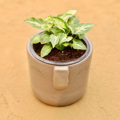 Syngonium Alba in 3.5 Inch Live Plant Grey 3D Cute Face Textured Ceramic Pot - Minimalist Glossy Succulent Pot, Indoor Flower Pot for Home and Office Decor