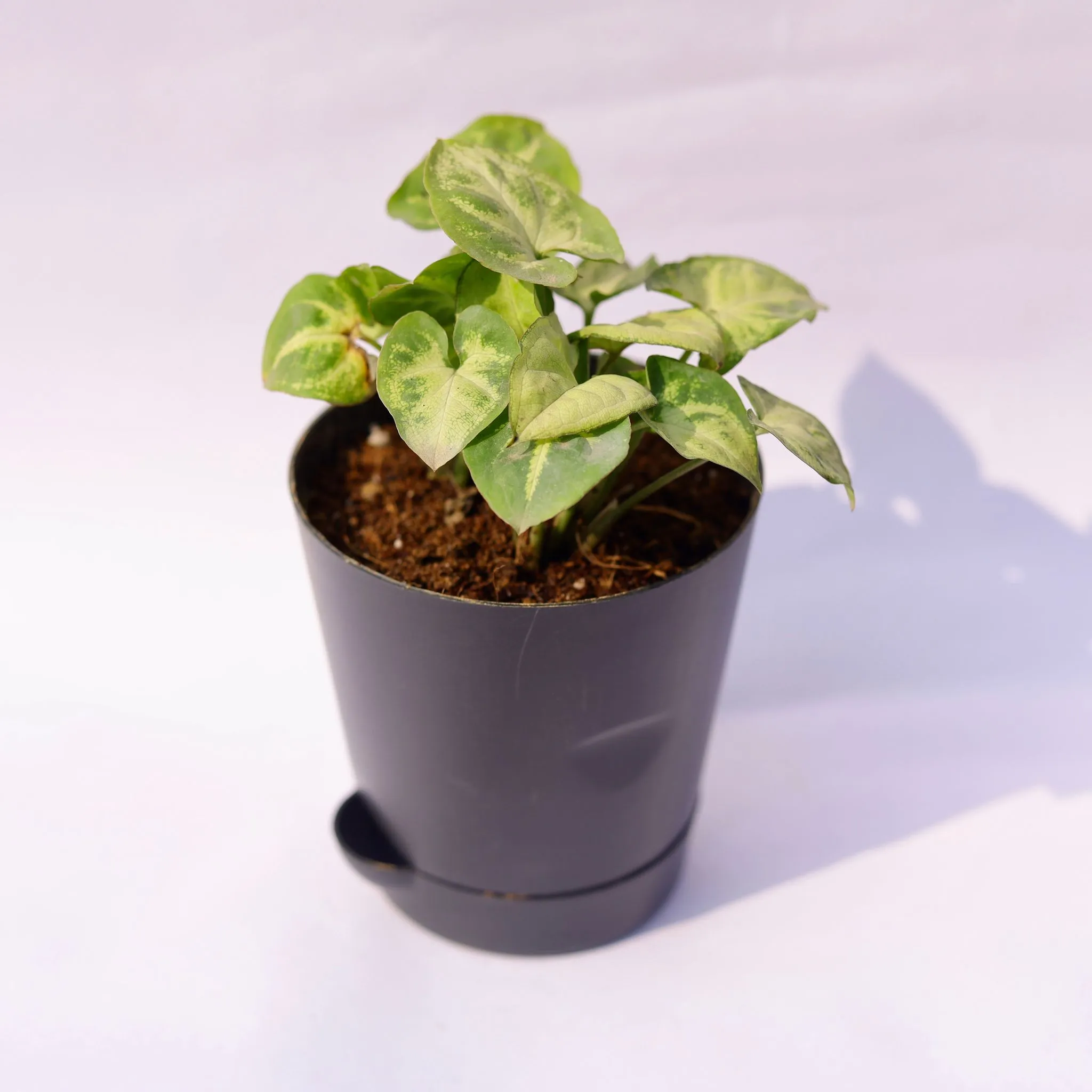 Syngonium Butterfly in 4 Inch Black Florence Self Watering Pot