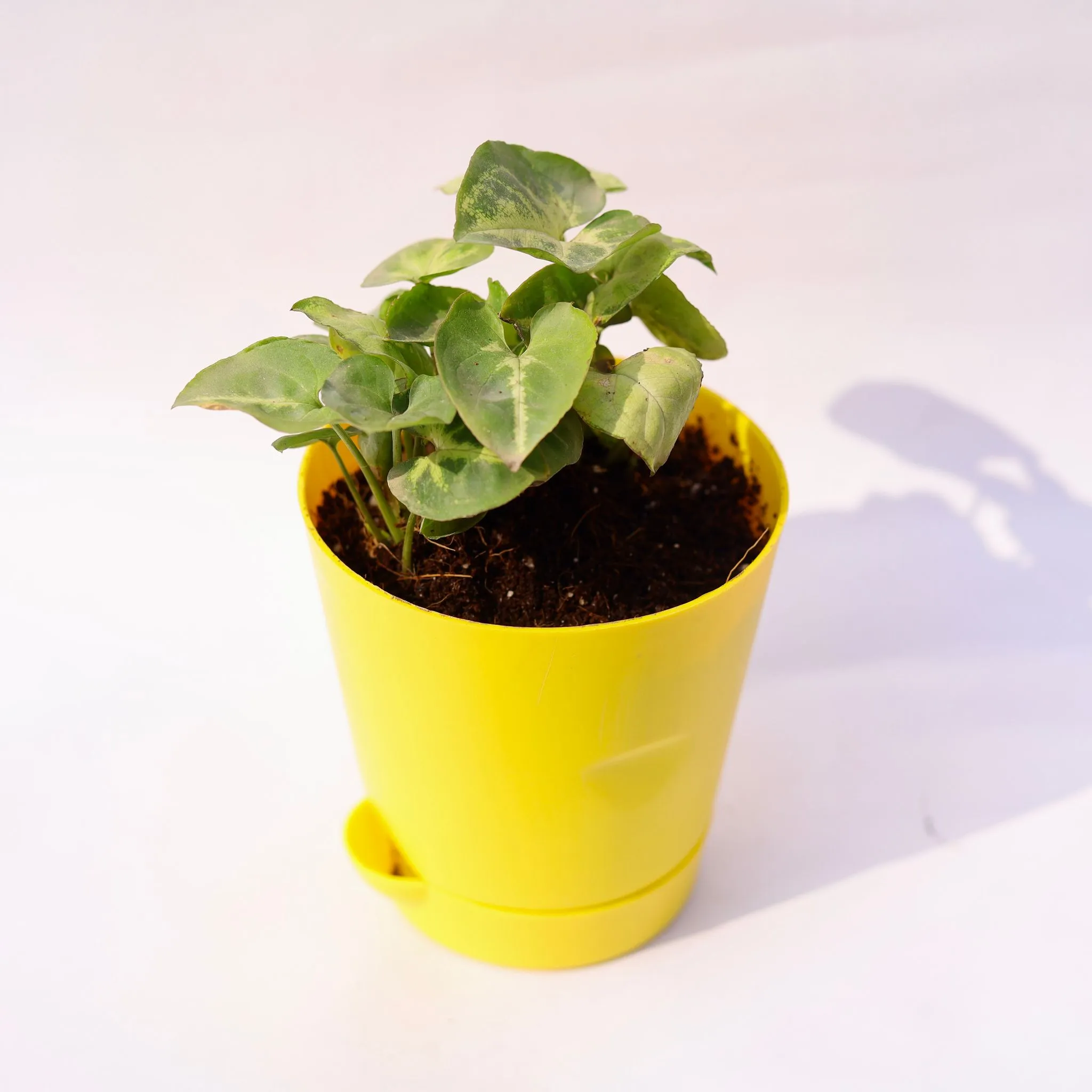 Syngonium Butterfly in 4 Inch Yellow Florence Self Watering Pot