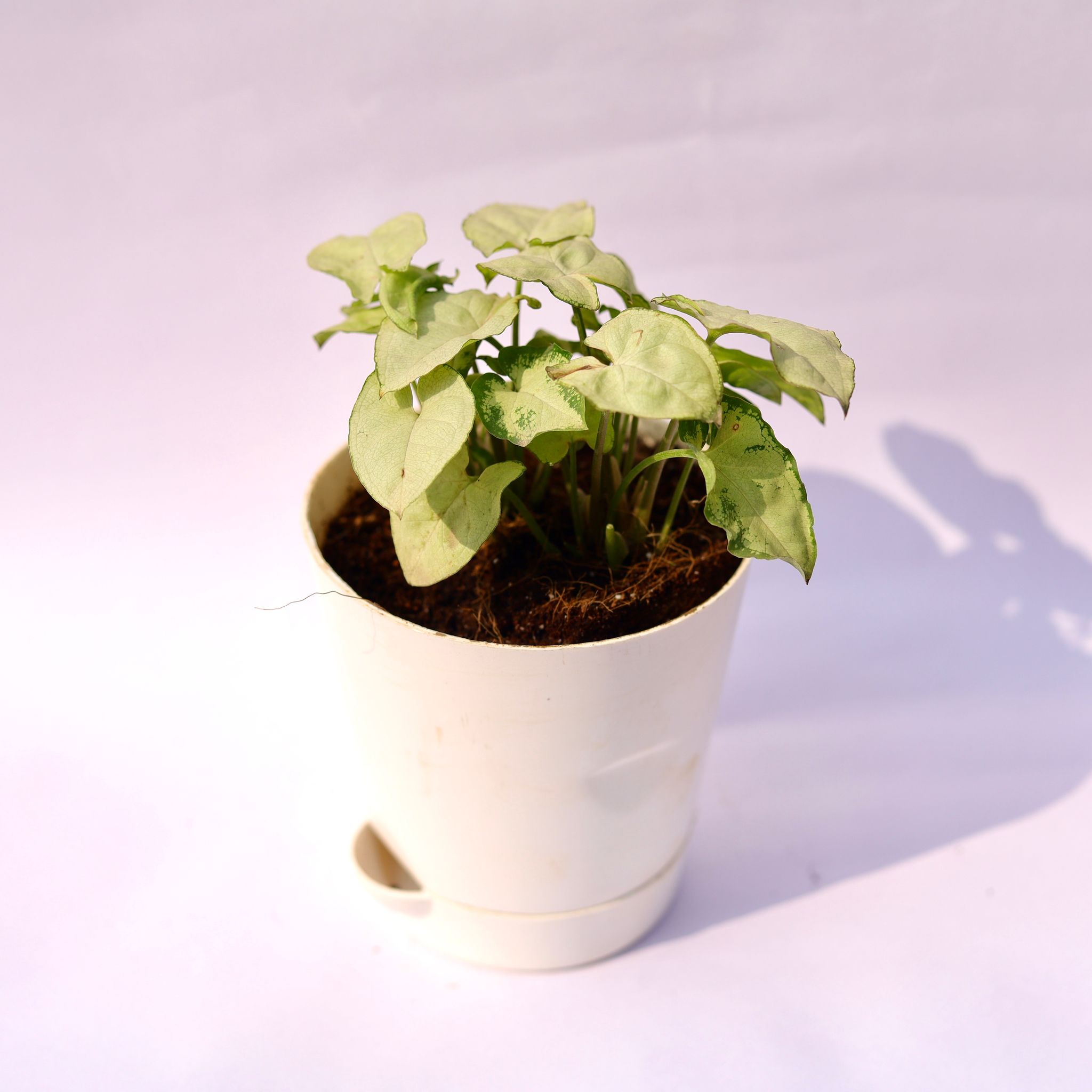 Syngonium Butterfly in 4 Inch White Florence Self Watering Pot