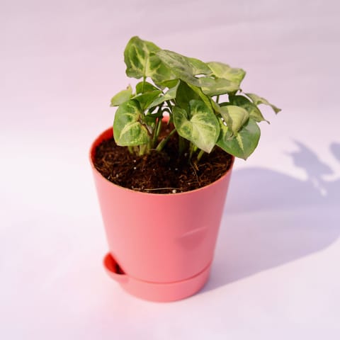 Syngonium Butterfly in 4 Inch Live Plant Pink Florence Self Watering Pot