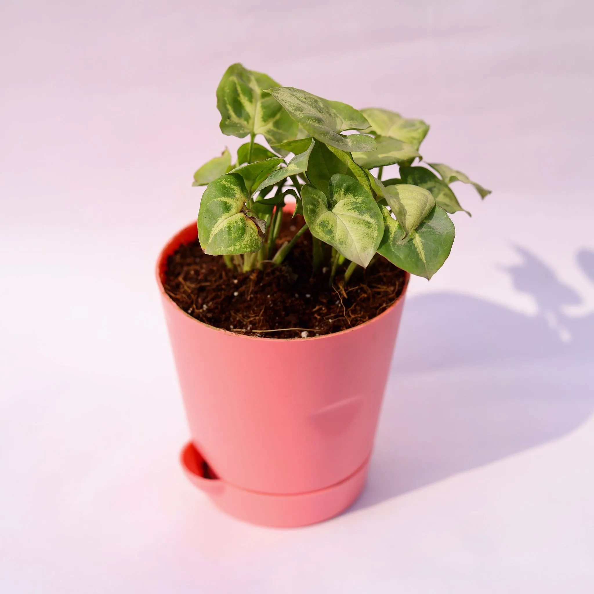 Syngonium Butterfly in 4 Inch Pink Florence Self Watering Pot
