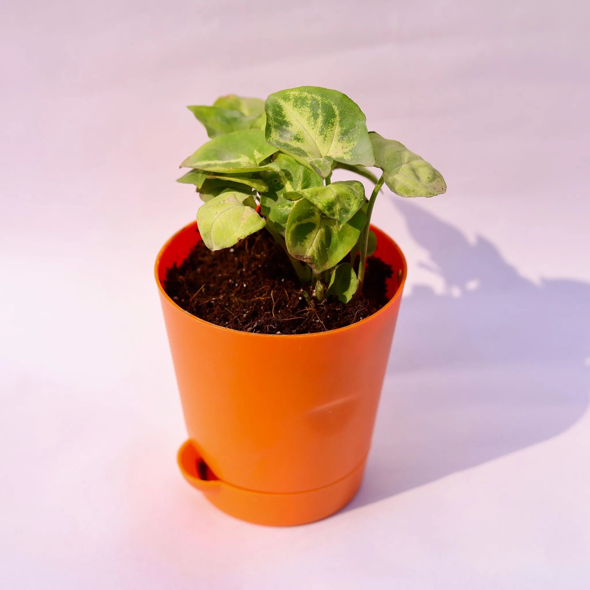 Syngonium Butterfly in 4 Inch Orange Florence Self Watering Pot