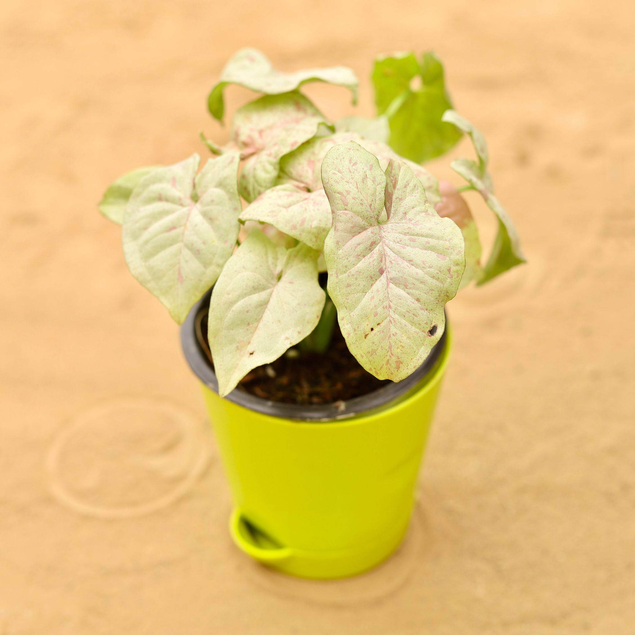 Rare Syngonium Pink Spot / Candyfloss in 4 Inch Green Florence Self Watering Pot