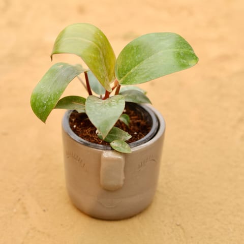 Philodendron Red in 3.5 Inch Live Plant Grey 3D Cute Face Textured Ceramic Pot - Minimalist Glossy Succulent Pot, Indoor Flower Pot for Home and Office Decor