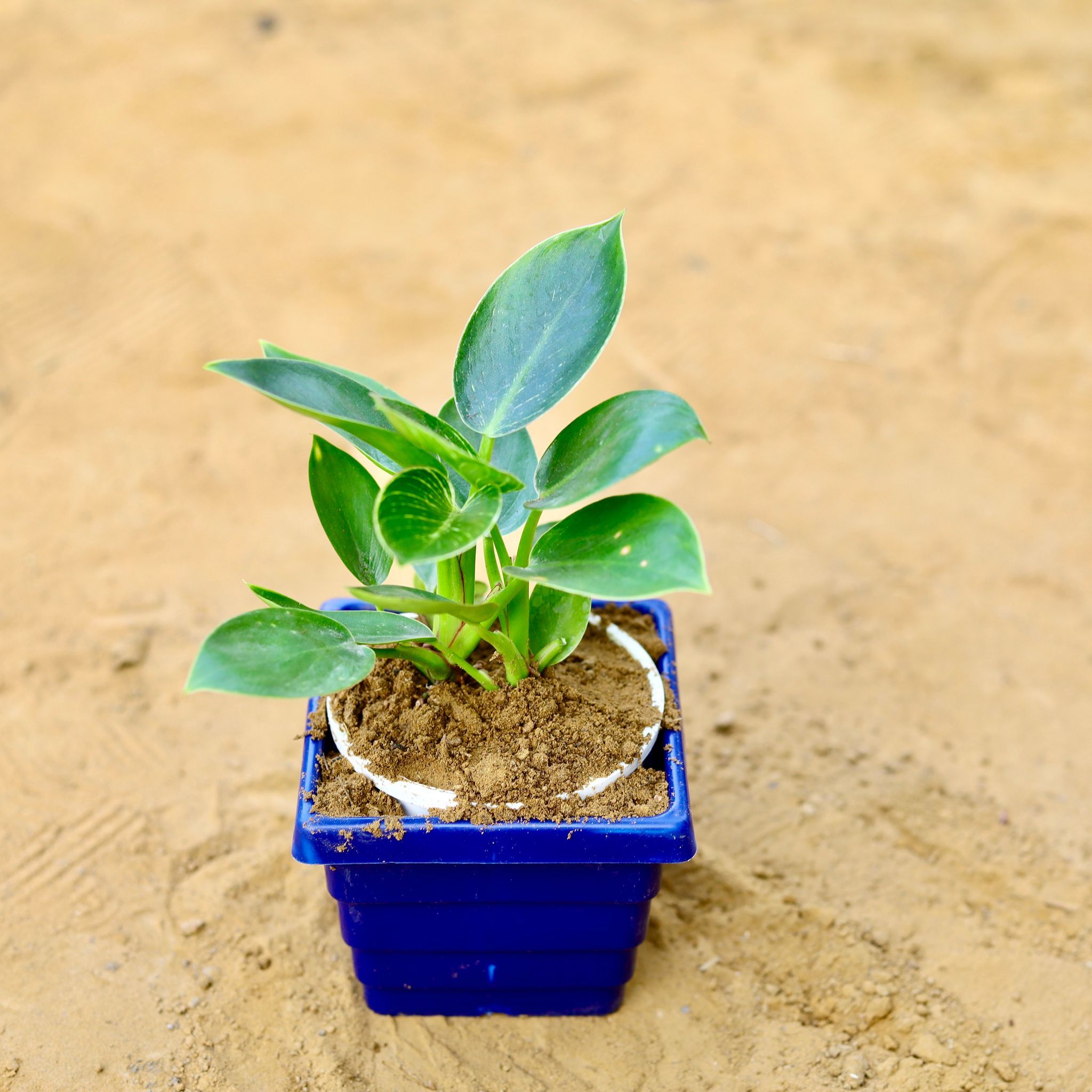 Philodendron Birkin in 4 Inch Blue Premium Orchid Square Plastic Pot