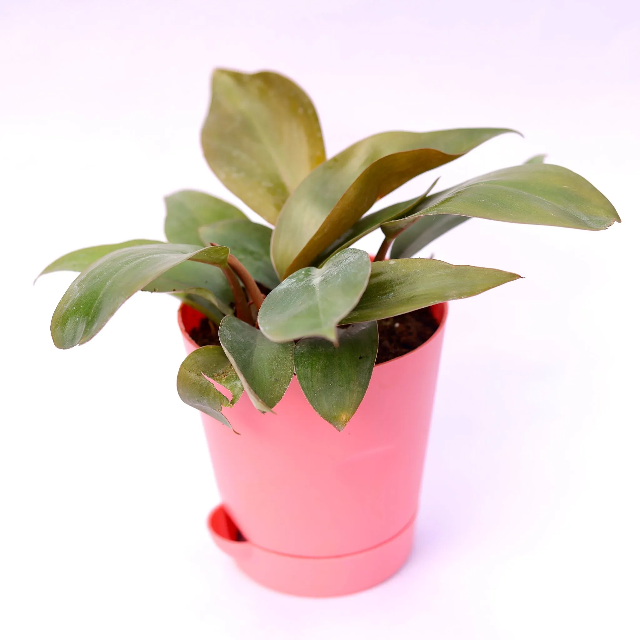 Philodendron Red in 4 Inch Pink Florence Self Watering Pot