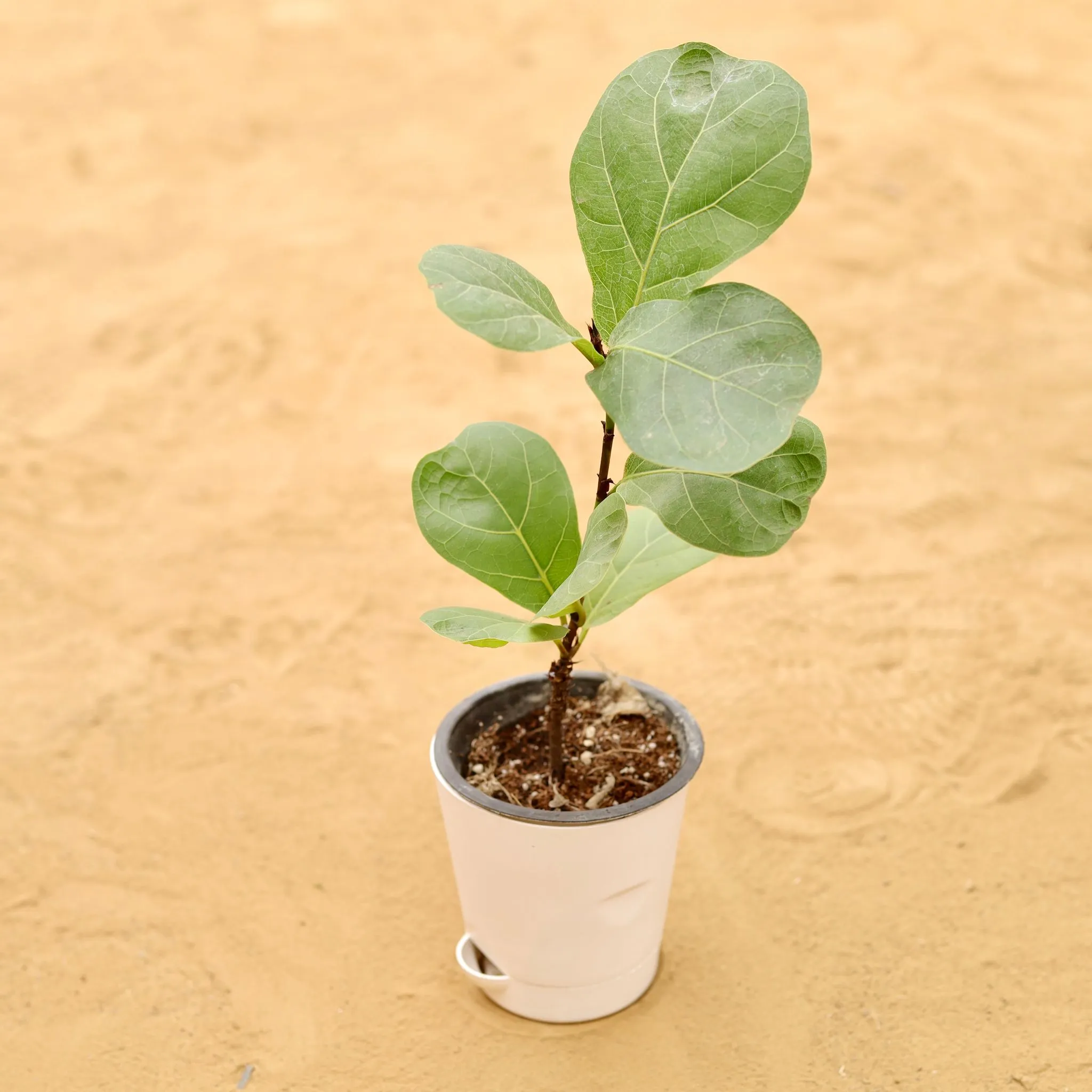 Fiddle Leaf Fig / Ficus Lyrata in 4 Inch White Florence Self Watering Pot