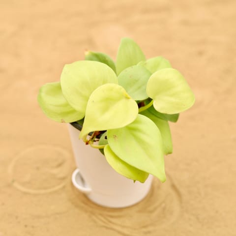 Oxycardium Golden in 4 Inch White Florence Self Watering Pot