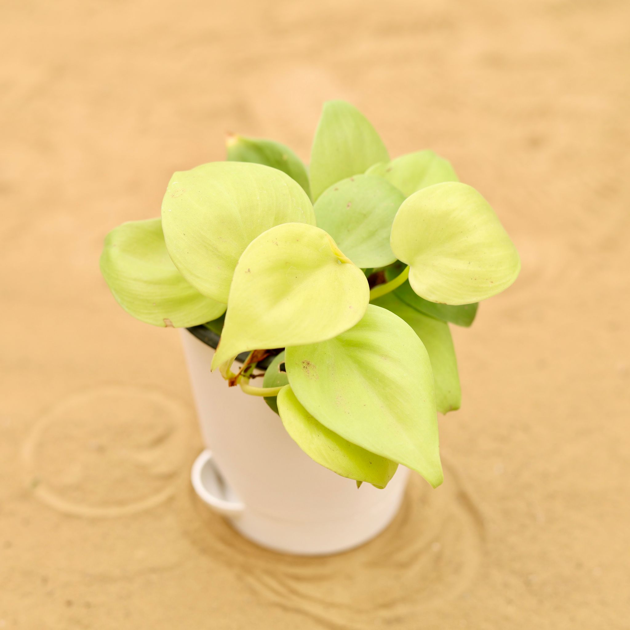 Oxycardium Golden in 4 Inch White Florence Self Watering Pot