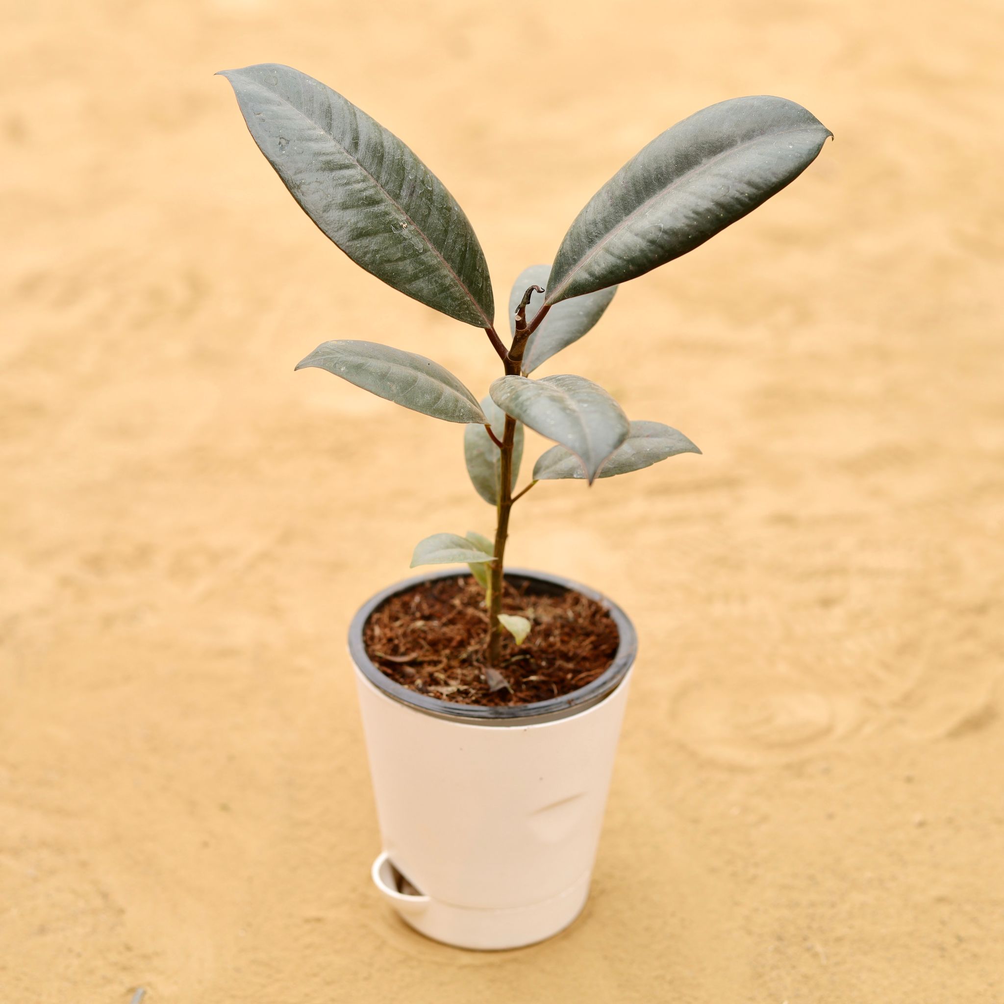 Rubber Black in 4 Inch White Florence Self Watering Pot