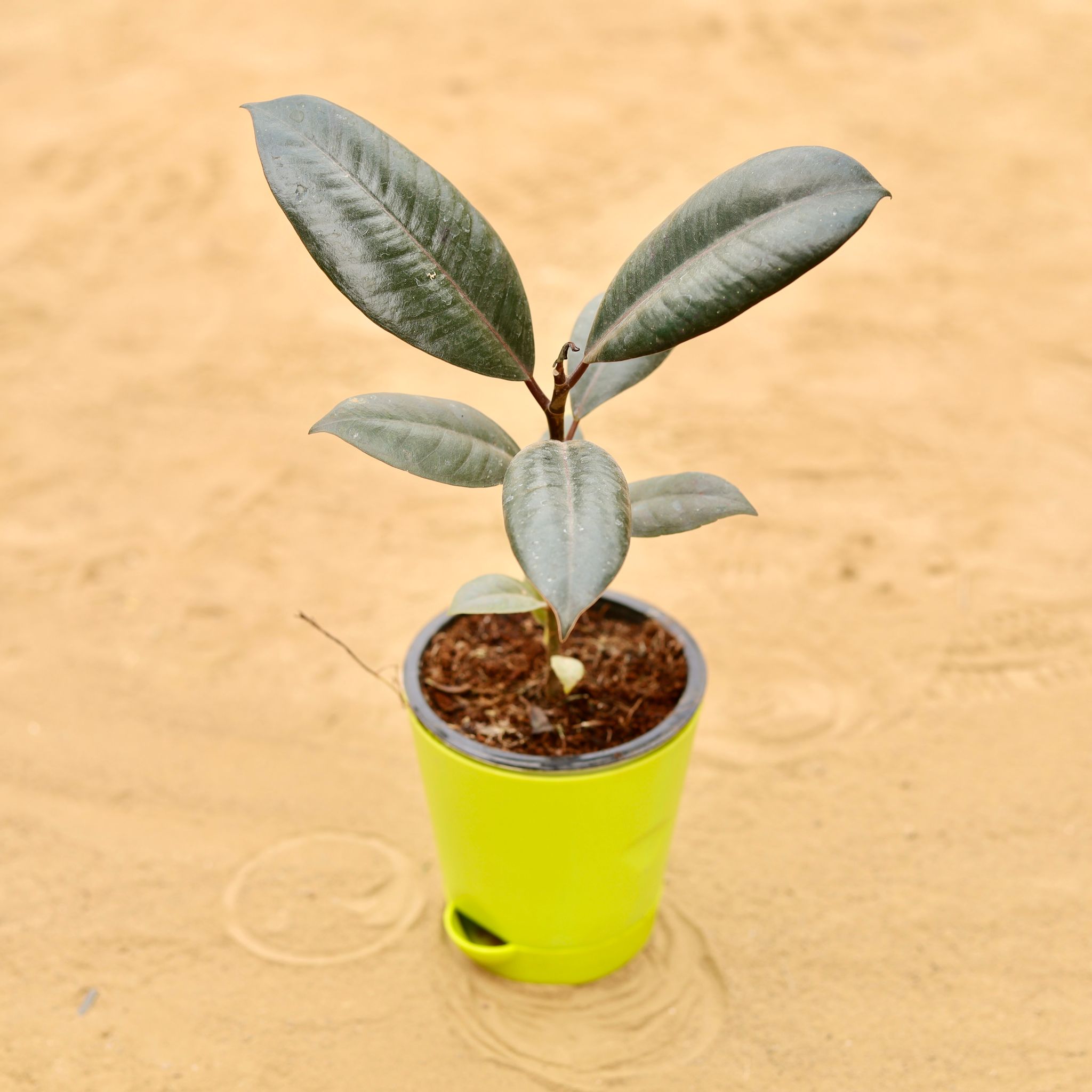 Rubber Black in 4 Inch Green Florence Self Watering Pot