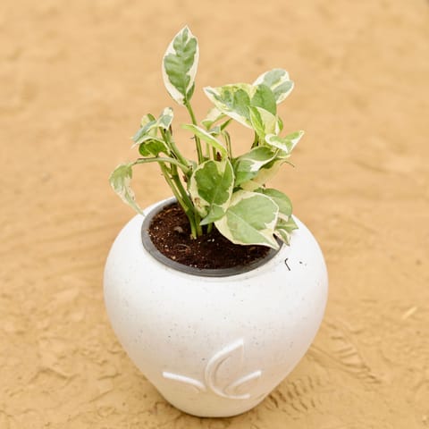 Money Plant N'Joy in 7 Inch Live Plant Plain White Premium Apple Leaf Plastic Pot