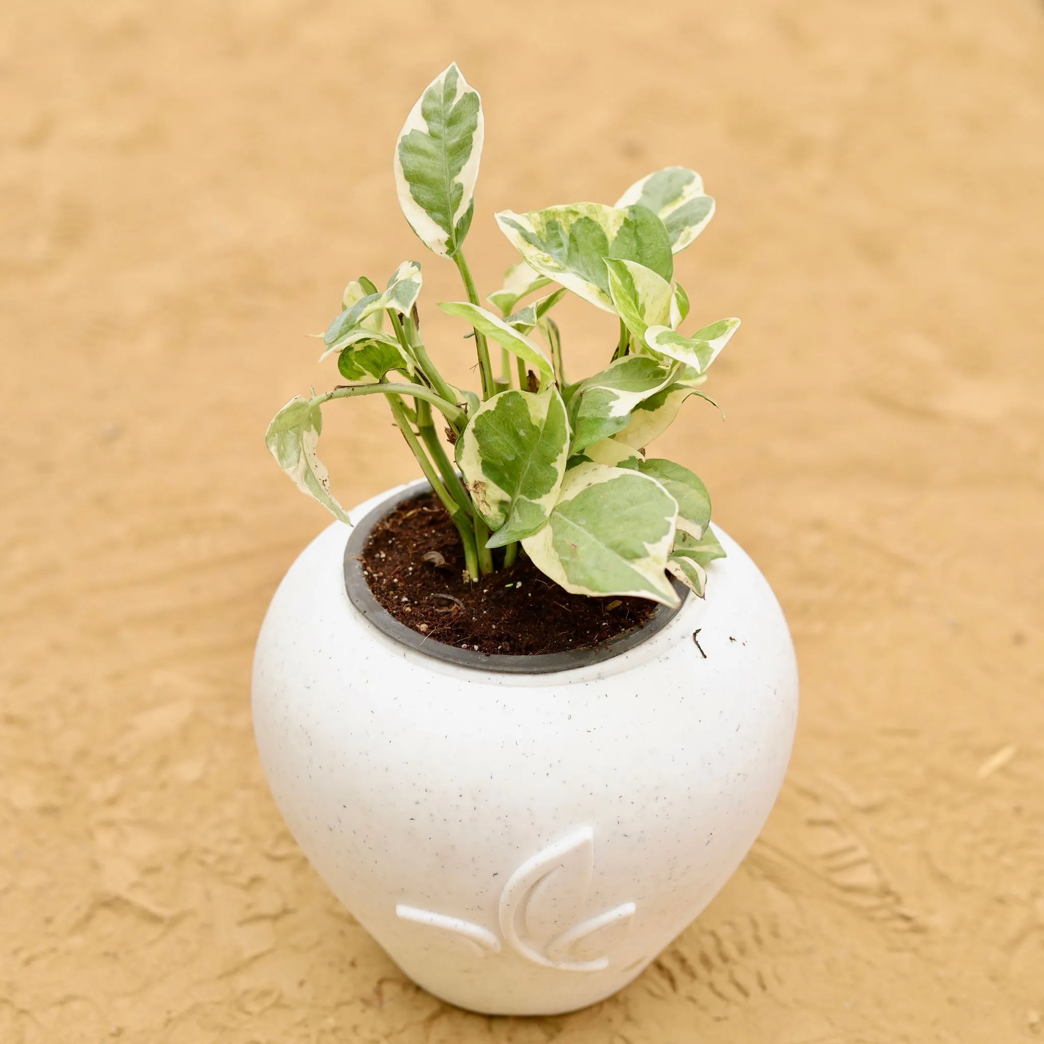 Money Plant N'Joy in 7 Inch Plain White Premium Apple Leaf Plastic Pot