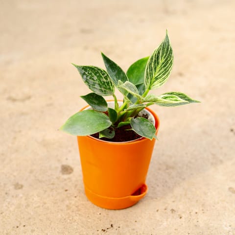 Philodendron Birkin in 4 Inch Orange Florence Self Watering Pot