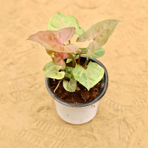 Syngonium Bronze Butterflly in 4 Inch Nursery Pot