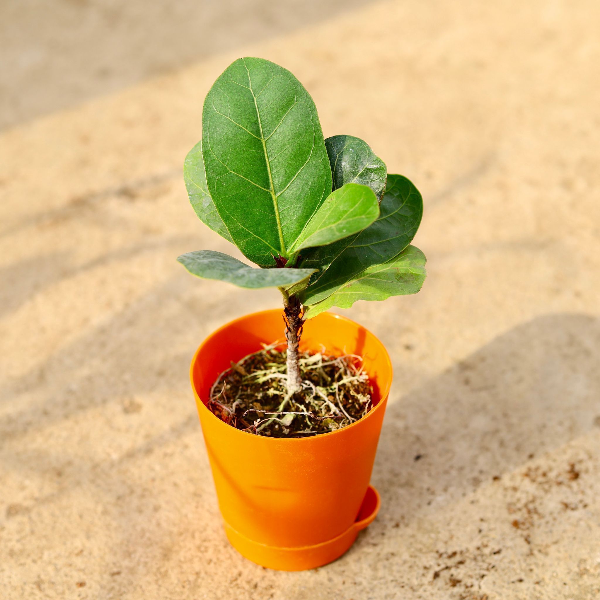 Fiddle Leaf Fig / Ficus Lyrata in 4 Inch Orange Florence Self Watering Pot