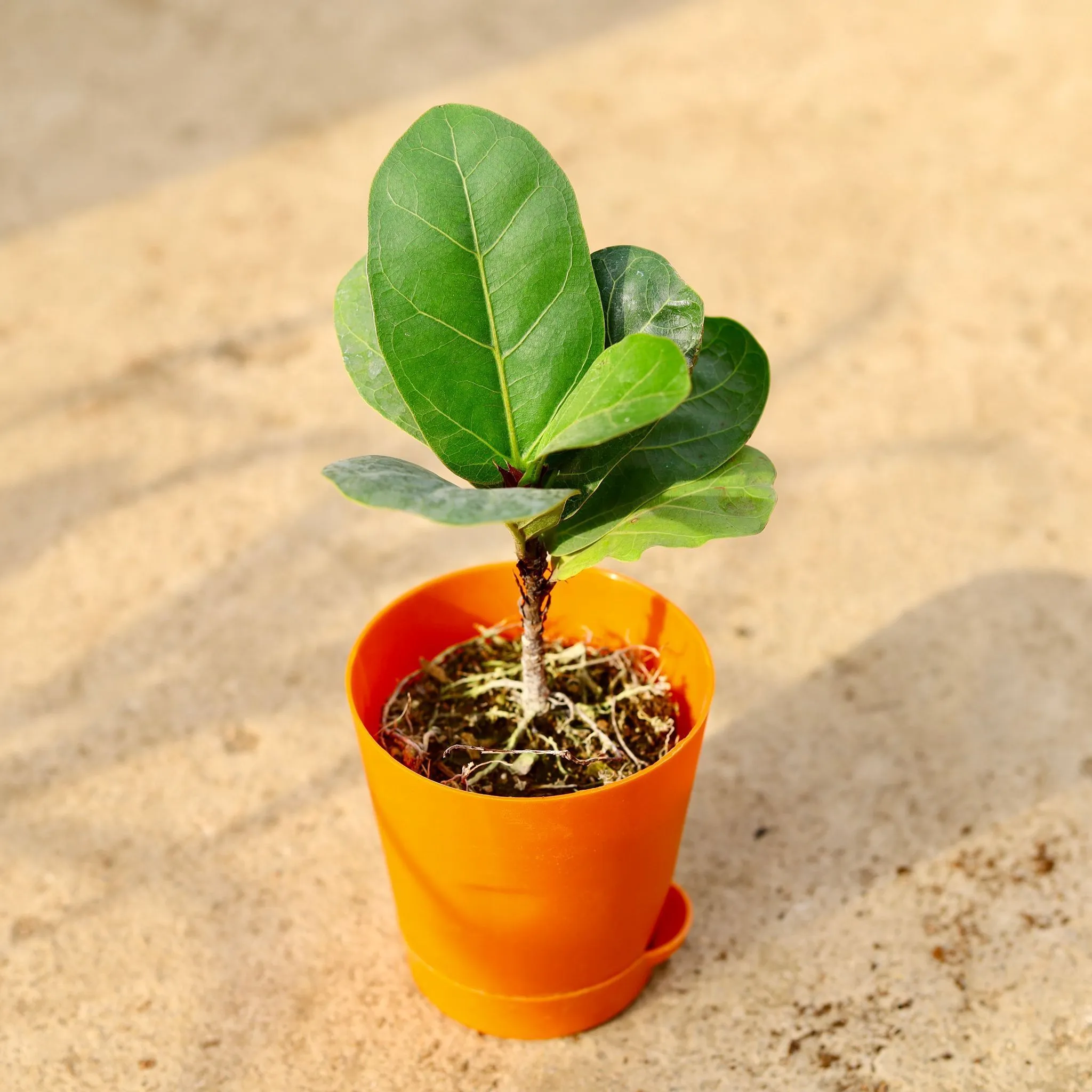 Fiddle Leaf Fig / Ficus Lyrata in 4 Inch Orange Florence Self Watering Pot