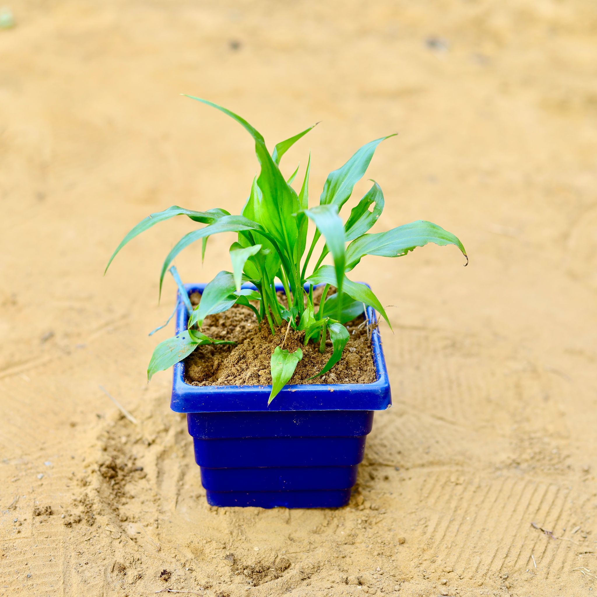 Monstera Broken Heart in 4 Inch Blue Premium Orchid Square Plastic Pot