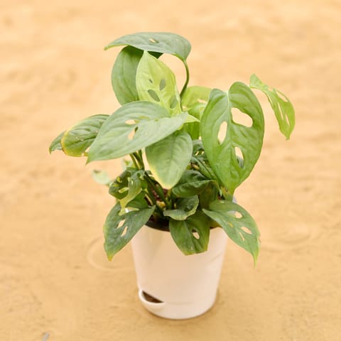 Monstera Broken Heart in 4 Inch Live Plant White Florence Self Watering Pot