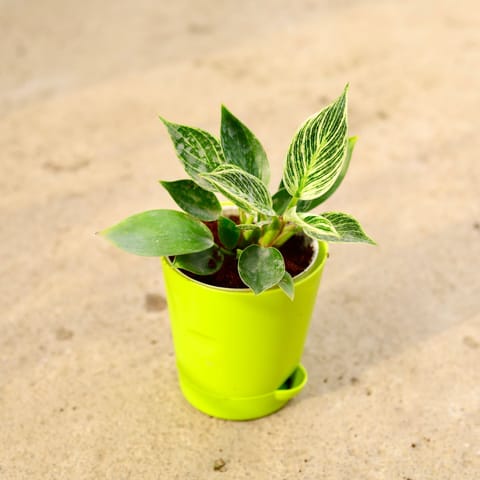 Philodendron Birkin in 4 Inch Live Plant Green Florence Self Watering Pot